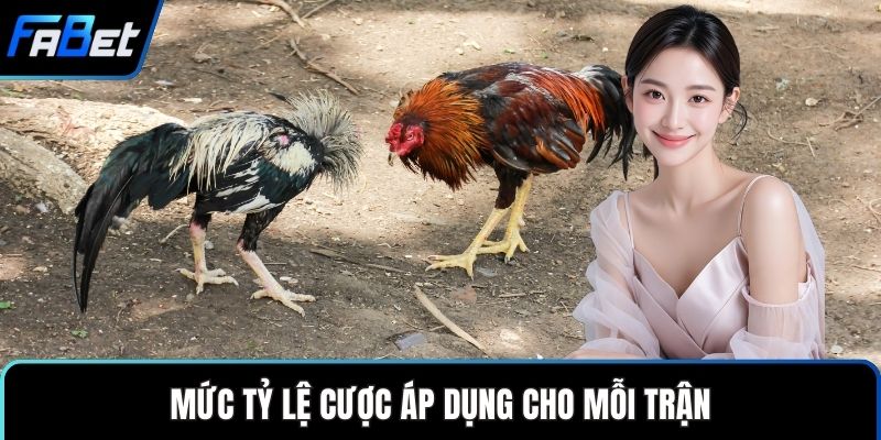 Đá Gà Thomo Sân Chơi Cá Cược Truyền Thống Hiện Đại 3 Mức tỷ lệ cược áp dụng cho mỗi trận